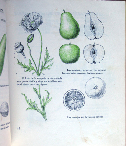 Mis primeros conocimientos. Plantas, culebras y conservación.